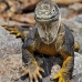 iguana_land_spz_v_0150_ecu1849.jpg